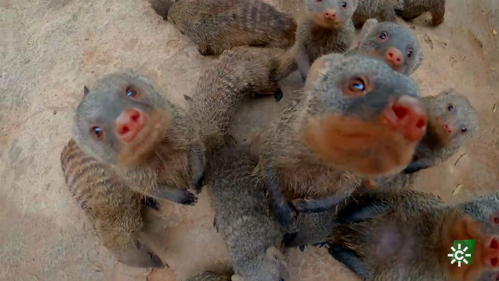 Crónicas del Zoo Las mangostas rayadas, las más traviesas del parque