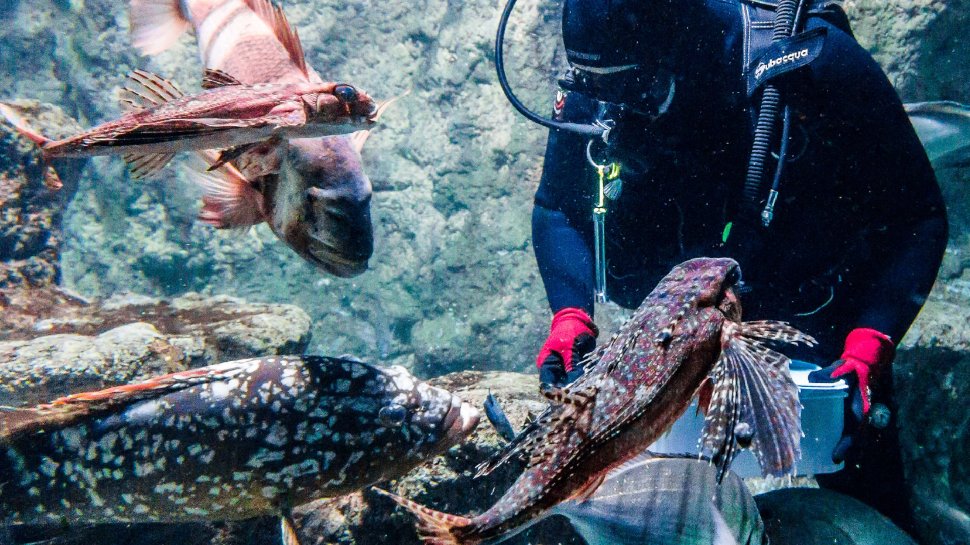 Aquarium Costa de Almería Aquarium Costa de Almería