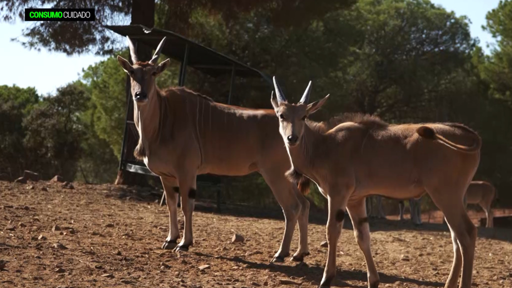 Consumo Cuidado Canal Sur Consumo Cuidado Canal Sur