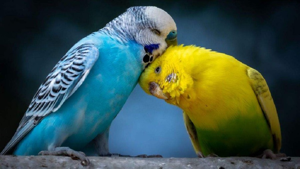 Curiosidades sobre algunas aves