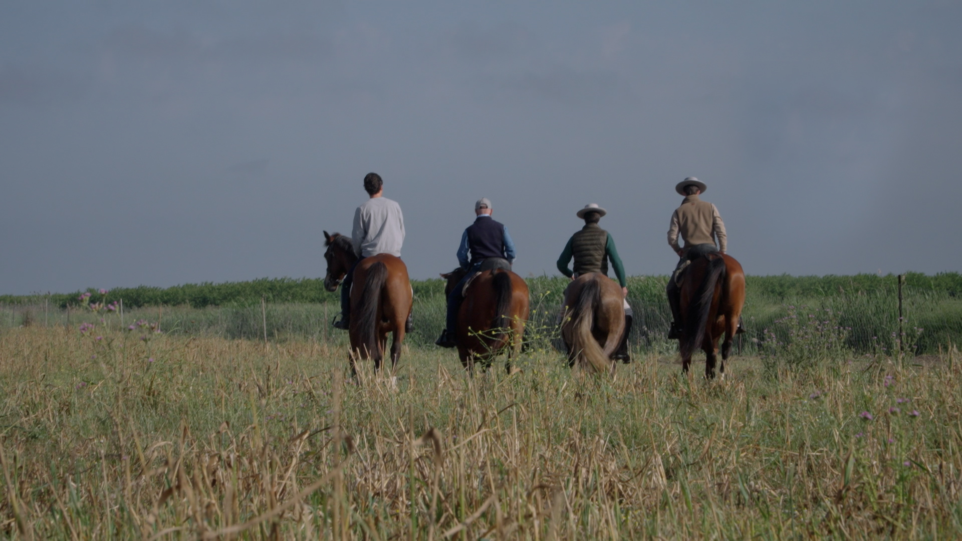 todocaballo canal sur todocaballo canal sur