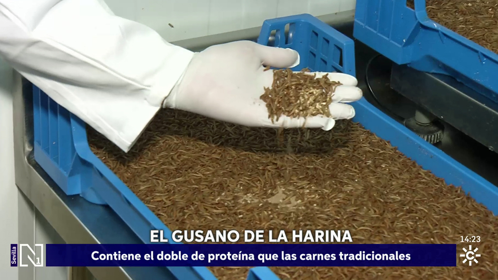 El gusano de la harina como fuente de proteína sostenible