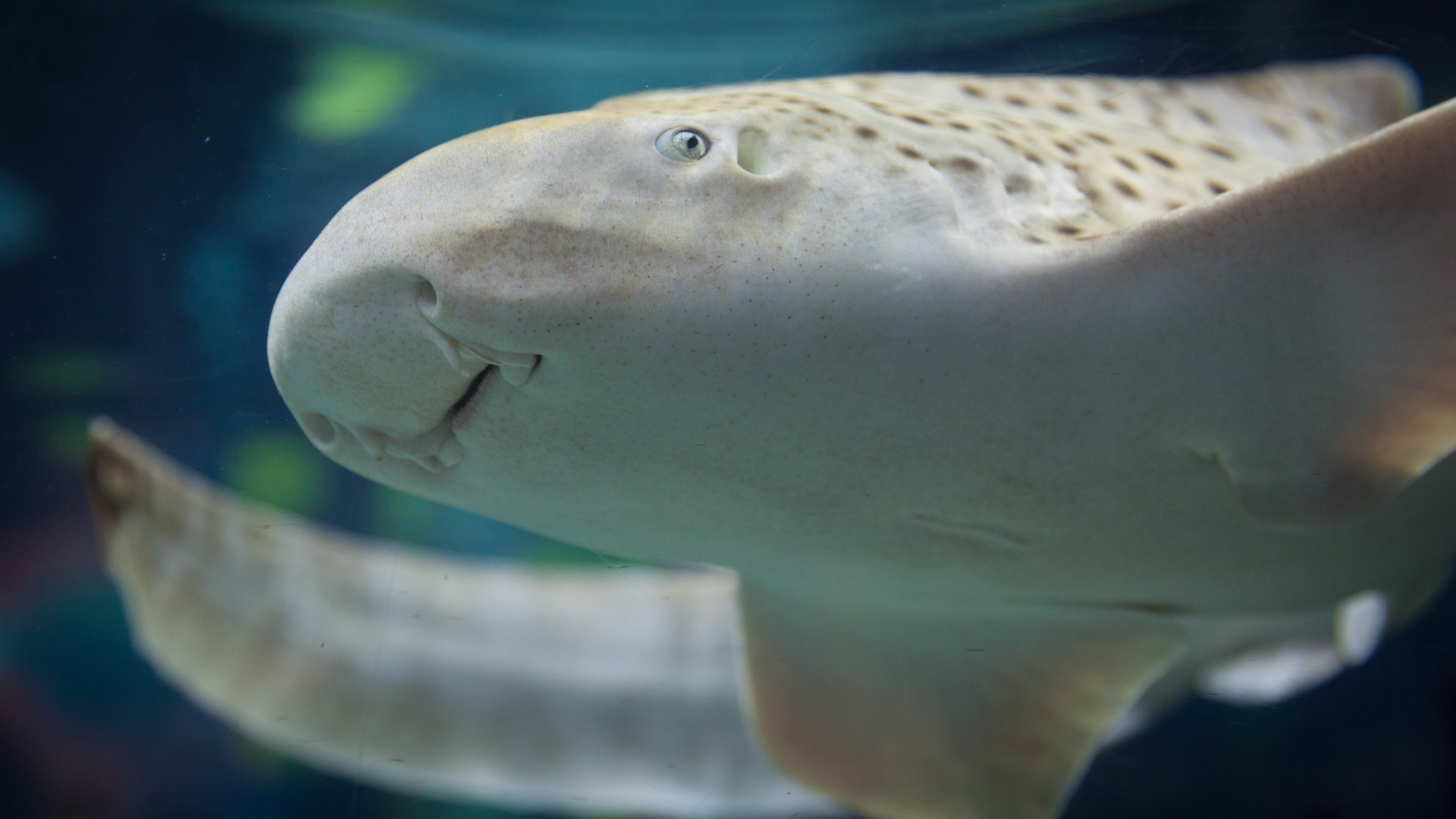 acuario de sevilla la banda acuario de sevilla la banda